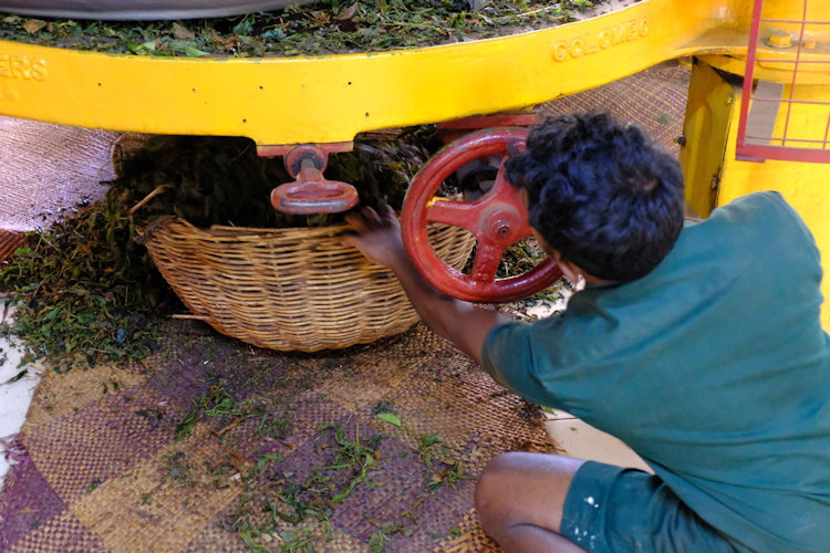 Sri Lanka tea plantation